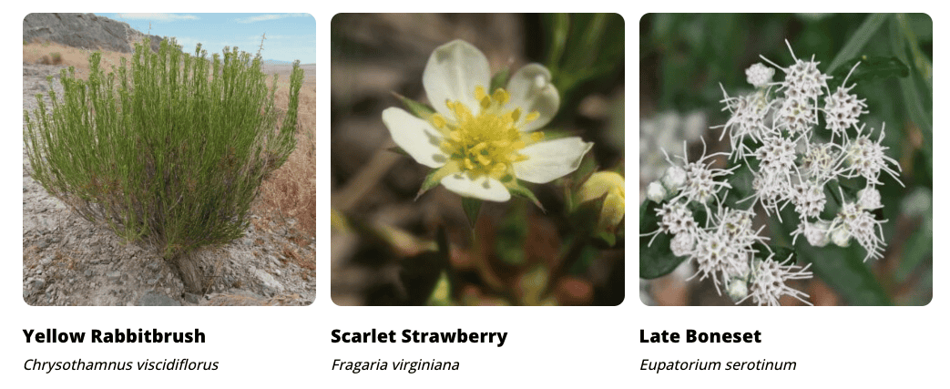 Example of keystone native plants