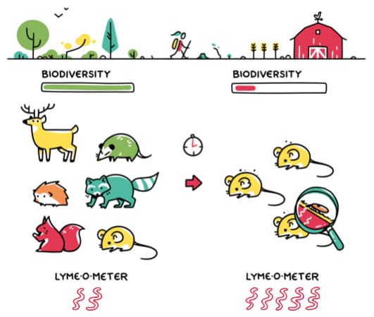Dilution Effect graphic RET graphic of the dilution effect featuring biodiversity and ticks
