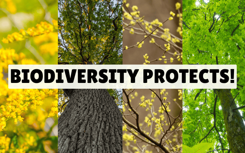 a collage of different native trees and plants making up biodiversity