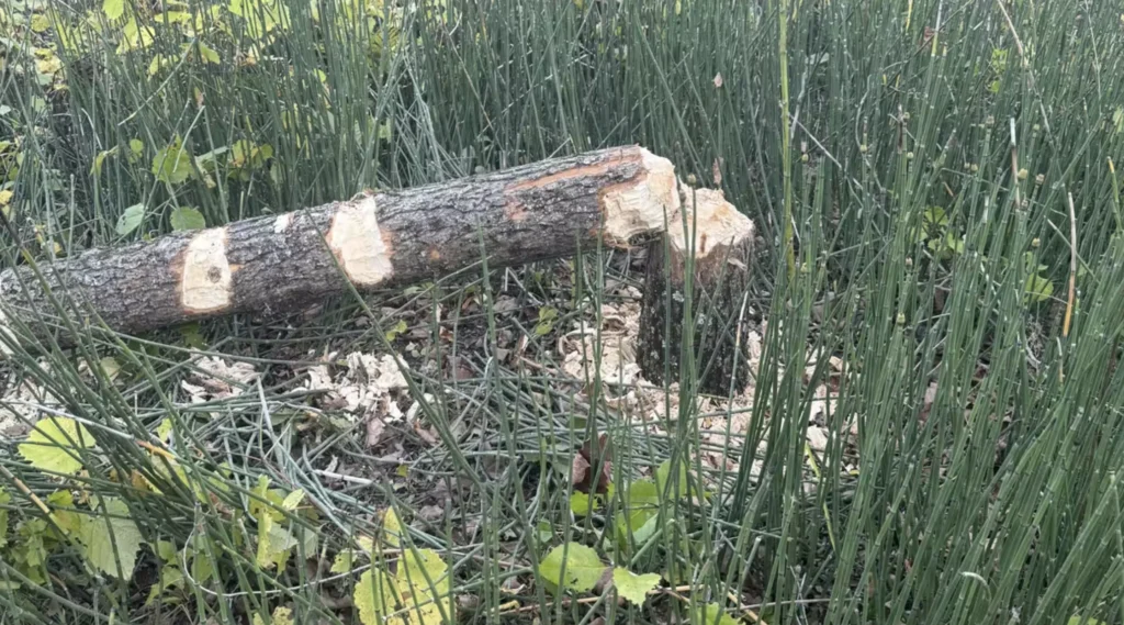 Dee Salomon Tree Chewed by Beaver