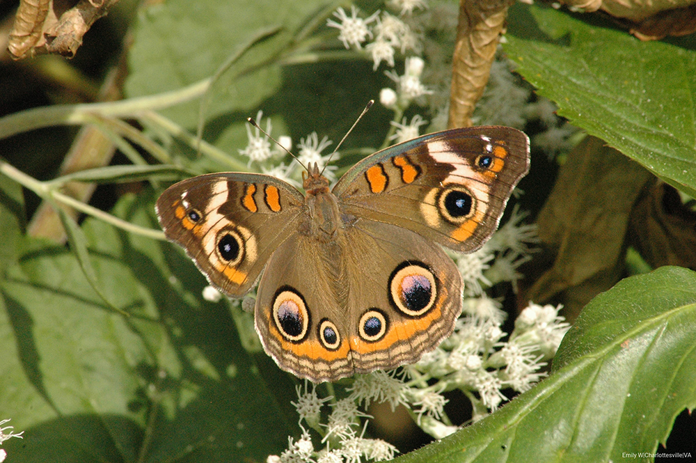 Emily Walz_Charlottesville,VA moth