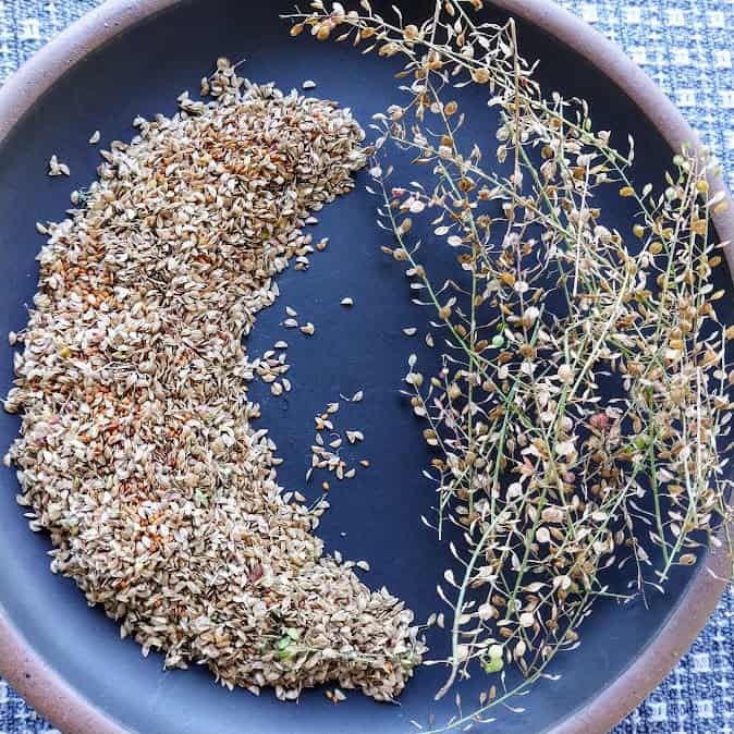 Dried pepperweed seeds and chaff
