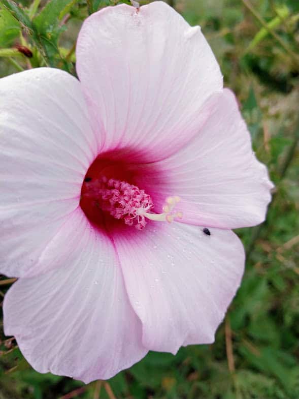 Hibiscus laevis in flower