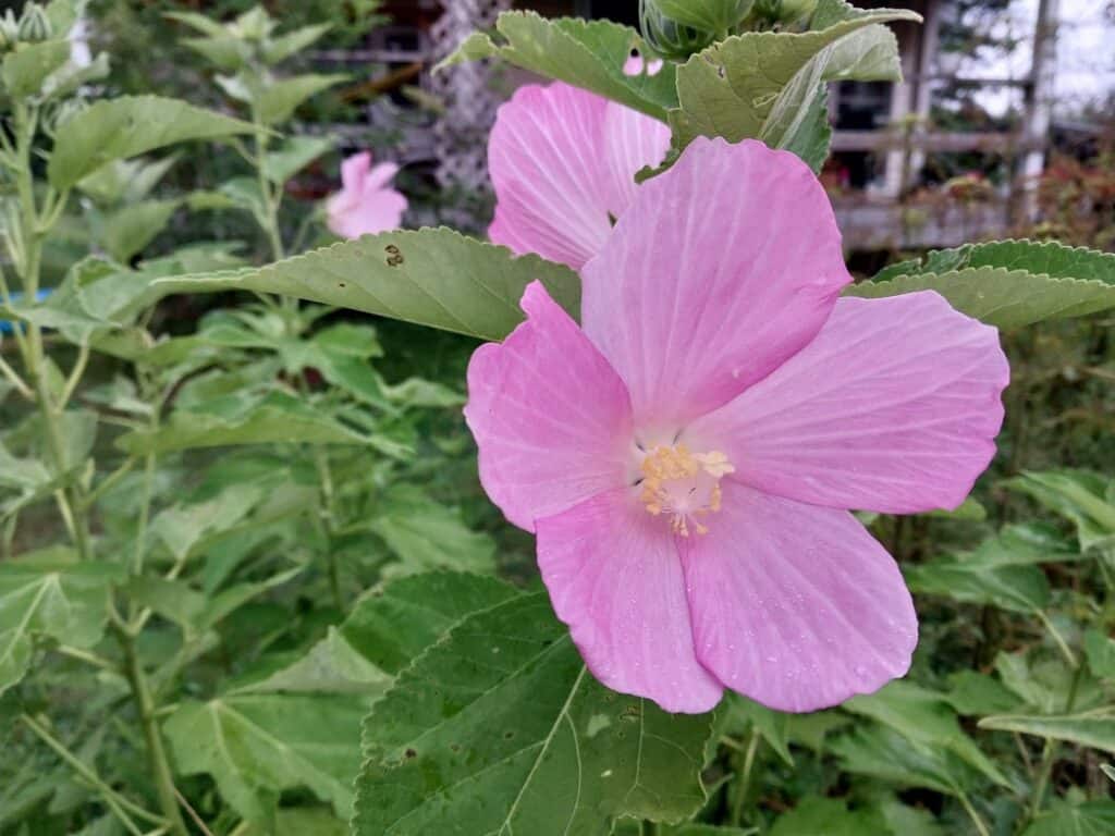 Hibiscus moscheutos in full bloom