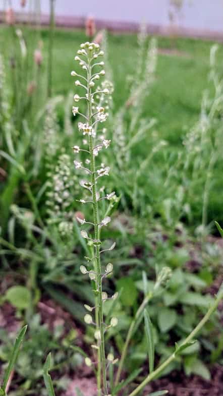 Pepperweed delicate flower raceme