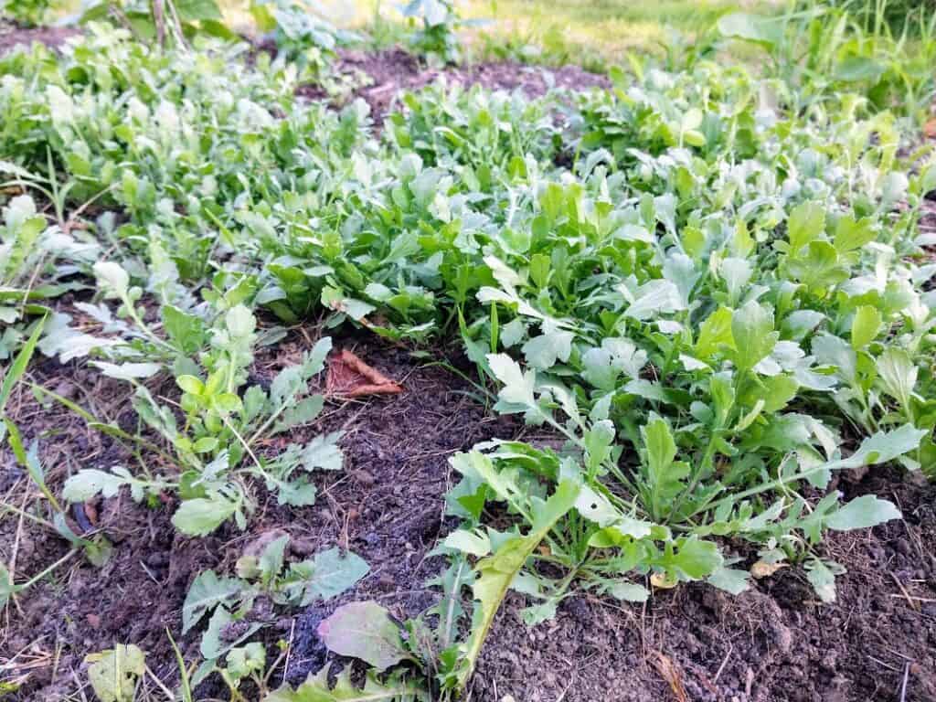 spring bed of pepperweed greens