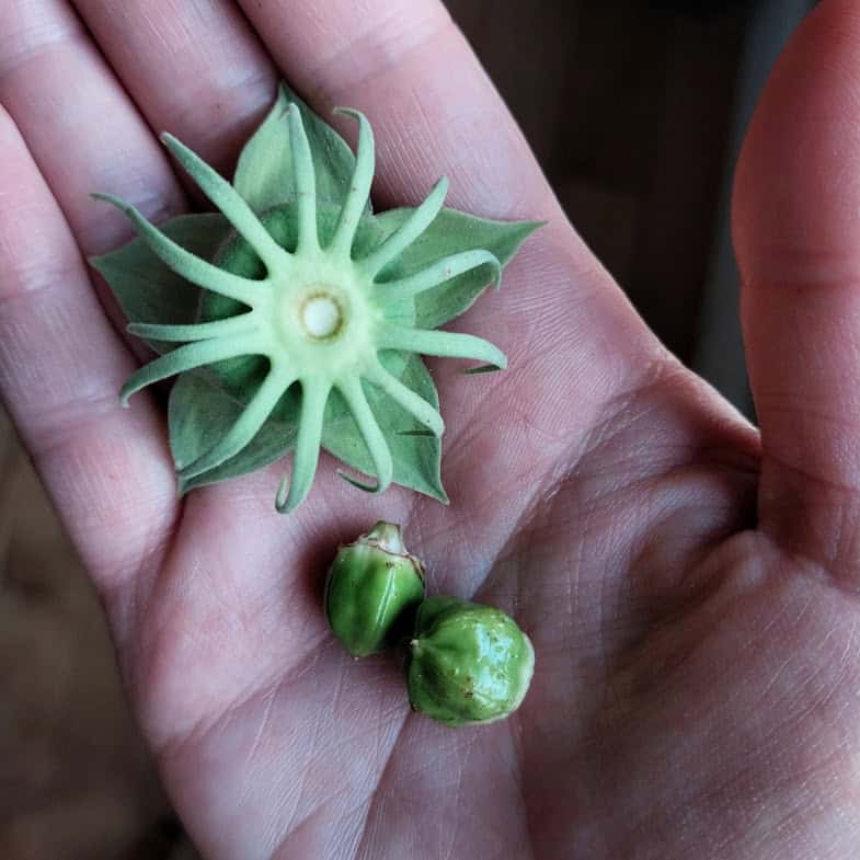 unripe seed pods of rose mallows