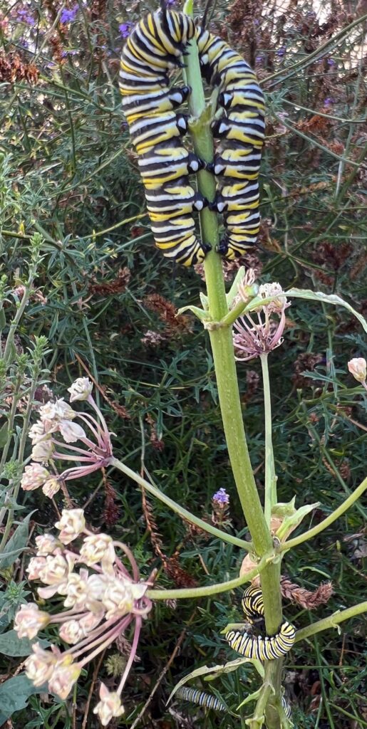 Monarch Caterpillars Lisa Fimiani_Ballona Discovery Park,California