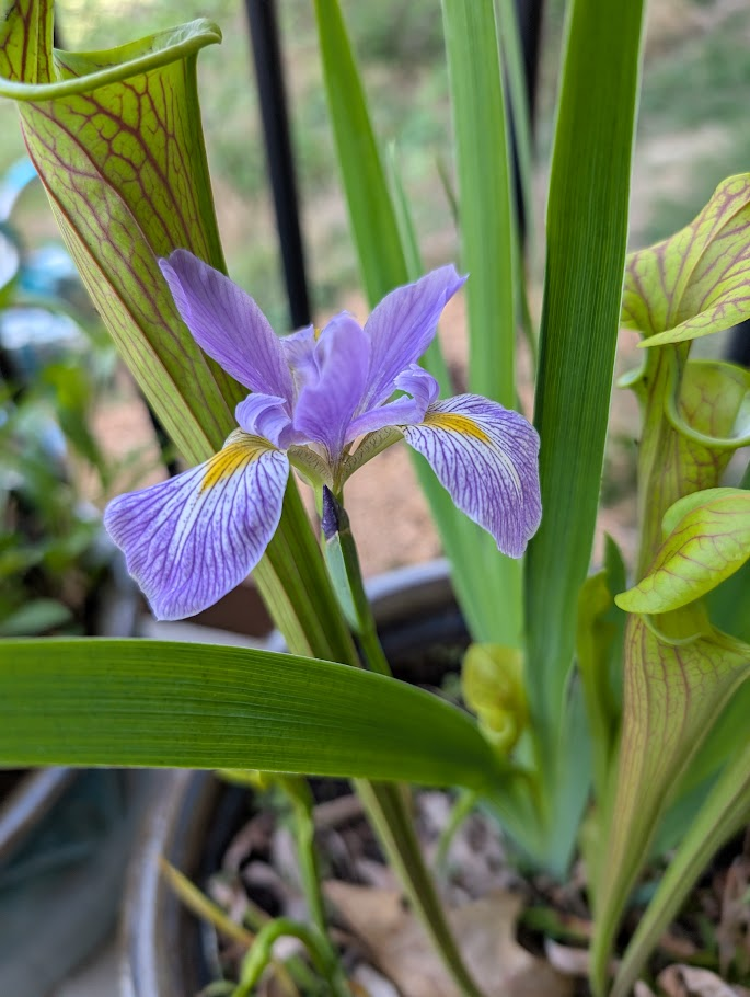 native plant container gardening Blue flag iris (Iris virginica) in full bloom