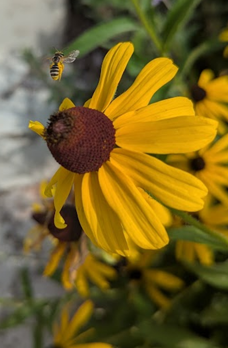 native plant container gardening Susan (Rudbeckia hirta)