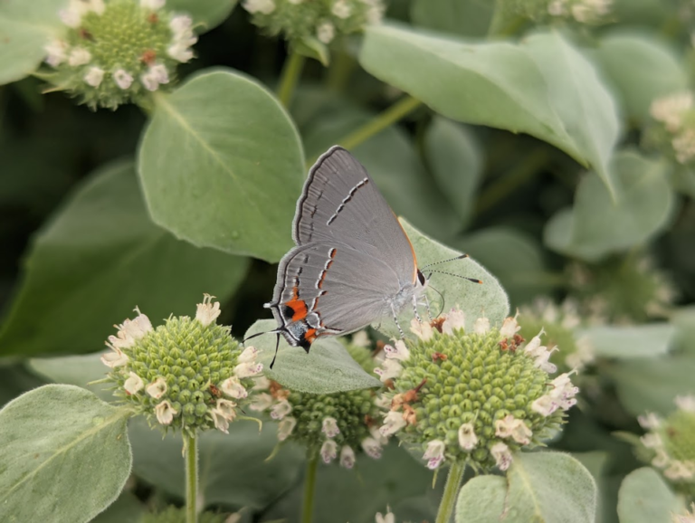 native plant container gardening gray hairstreak butterfly (Strymon melinus) visiting clustered mountain mint (Pycnanthemum muticum)