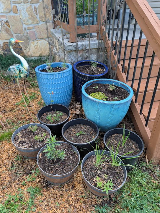 native plant container gardening mix of plants at beginning of season