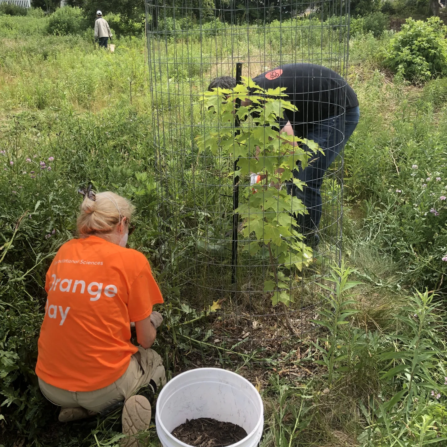 Community canopy project 2