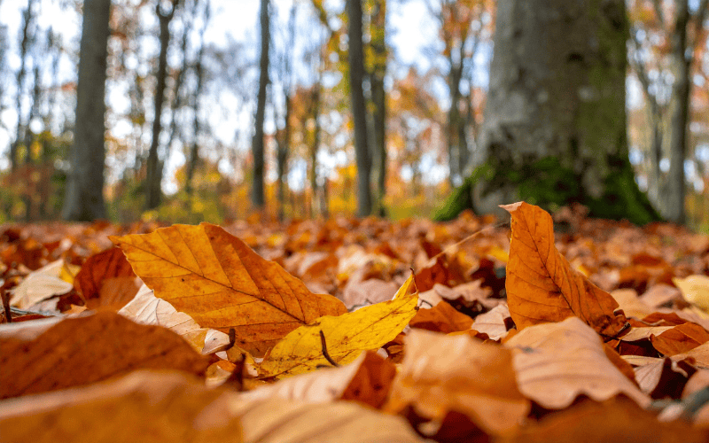 Close-up of colorful autumn leaves covering the ground beneath trees in a forest, illustrating natural leaf litter that supports wildlife and healthy soil.