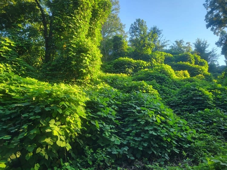 Kudzu (Pueraria montana) overtaking a stand of trees in Ohio