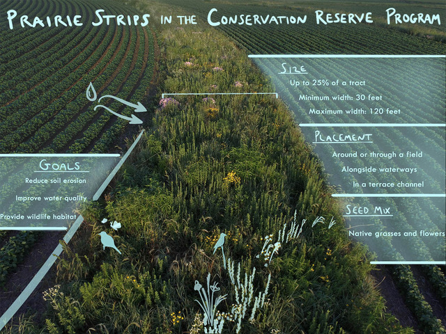 Prairie Strips in the Conservation Reserve Program