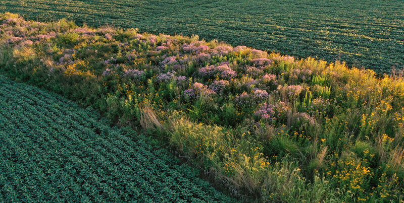 Prairie Strips*