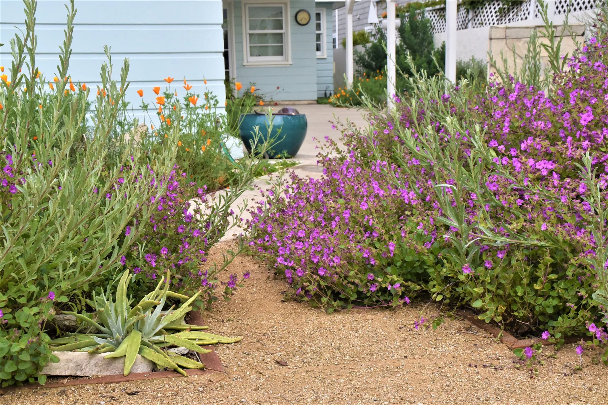 A backyard landscaped with native wildflowers. PHOTO BY CALIFORNIA NATIVE PLANT SOCIETY