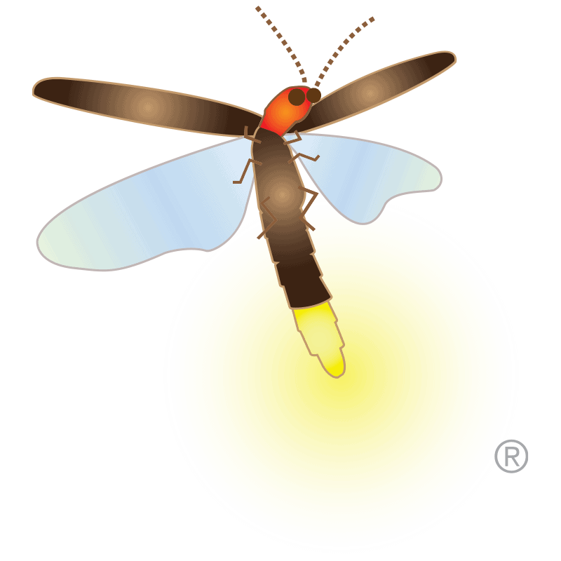 Bringing Back the Night Lights: Fireflies and the Power of Small ...