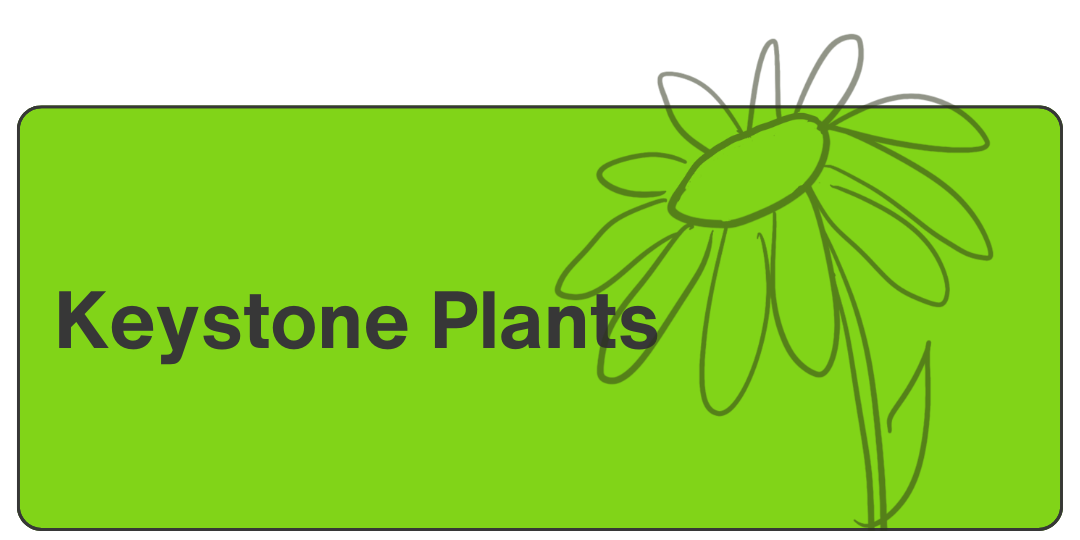 Keystones Plants