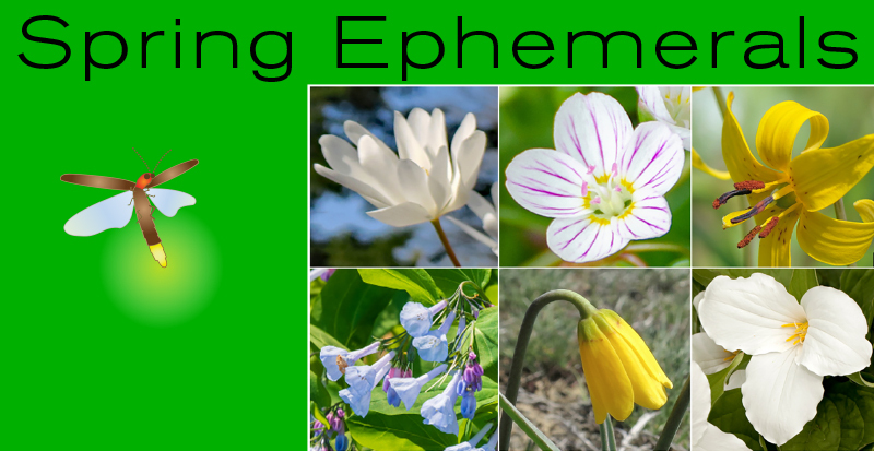 Native Spring Ephemerals