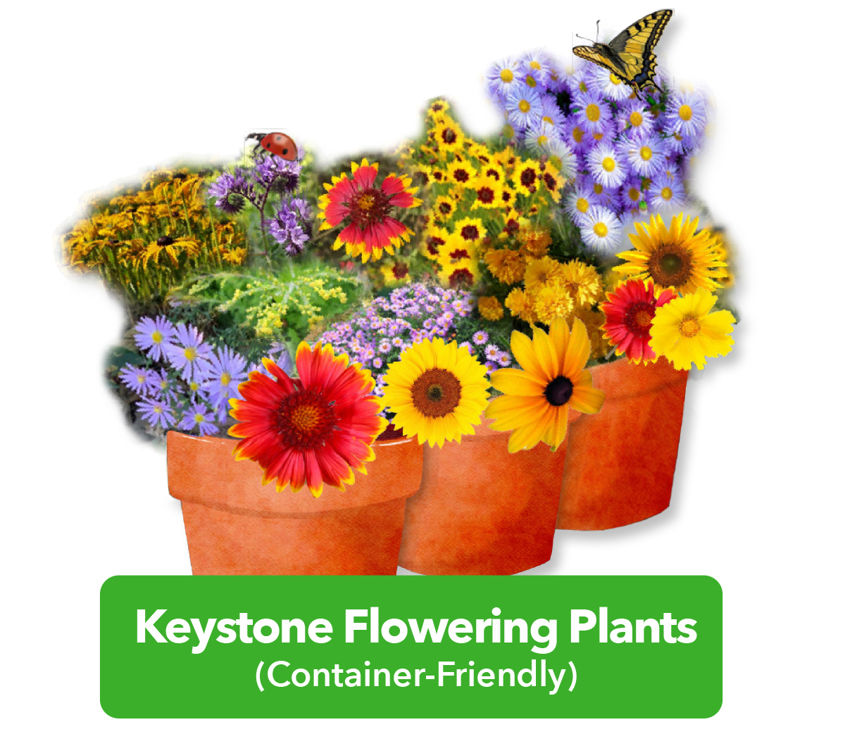 Keystone Image Flowering Plants3