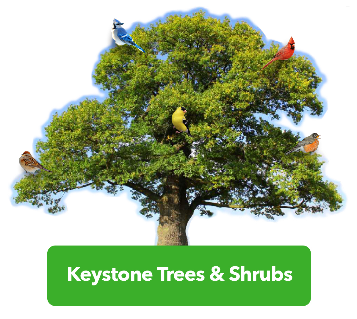 Keystone Image Trees Shrubs2