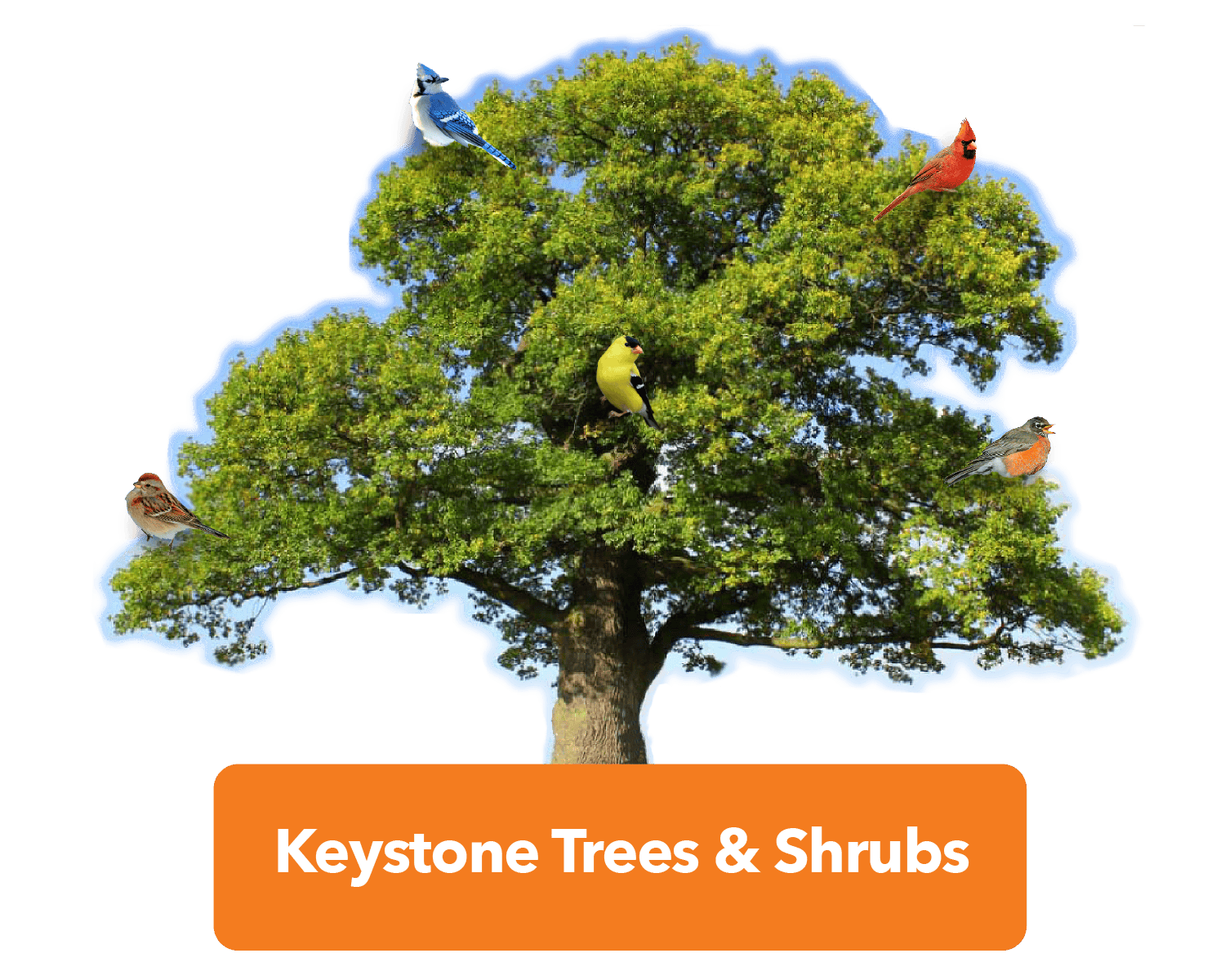 Keystone Trees Click