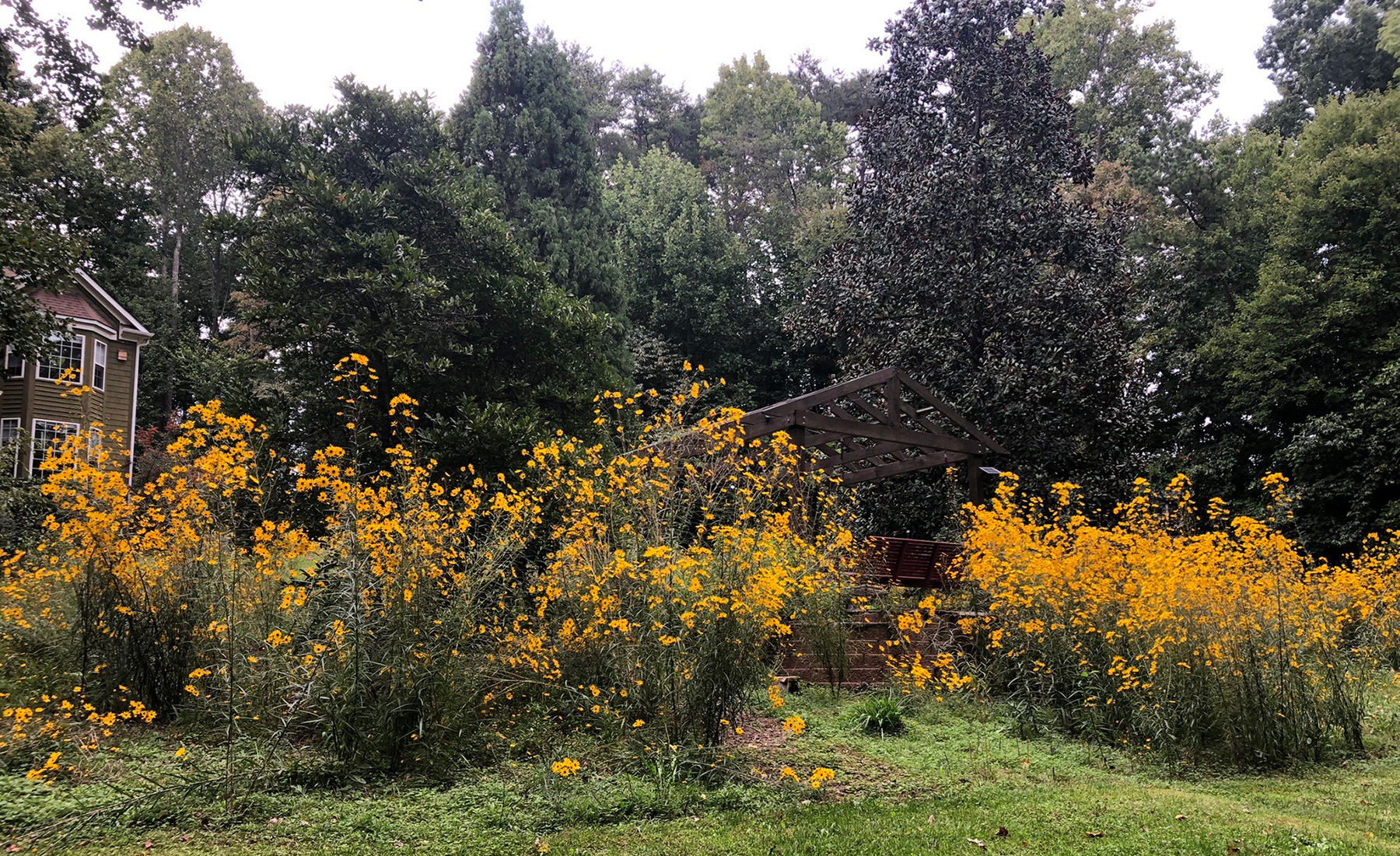 Meadow in progress