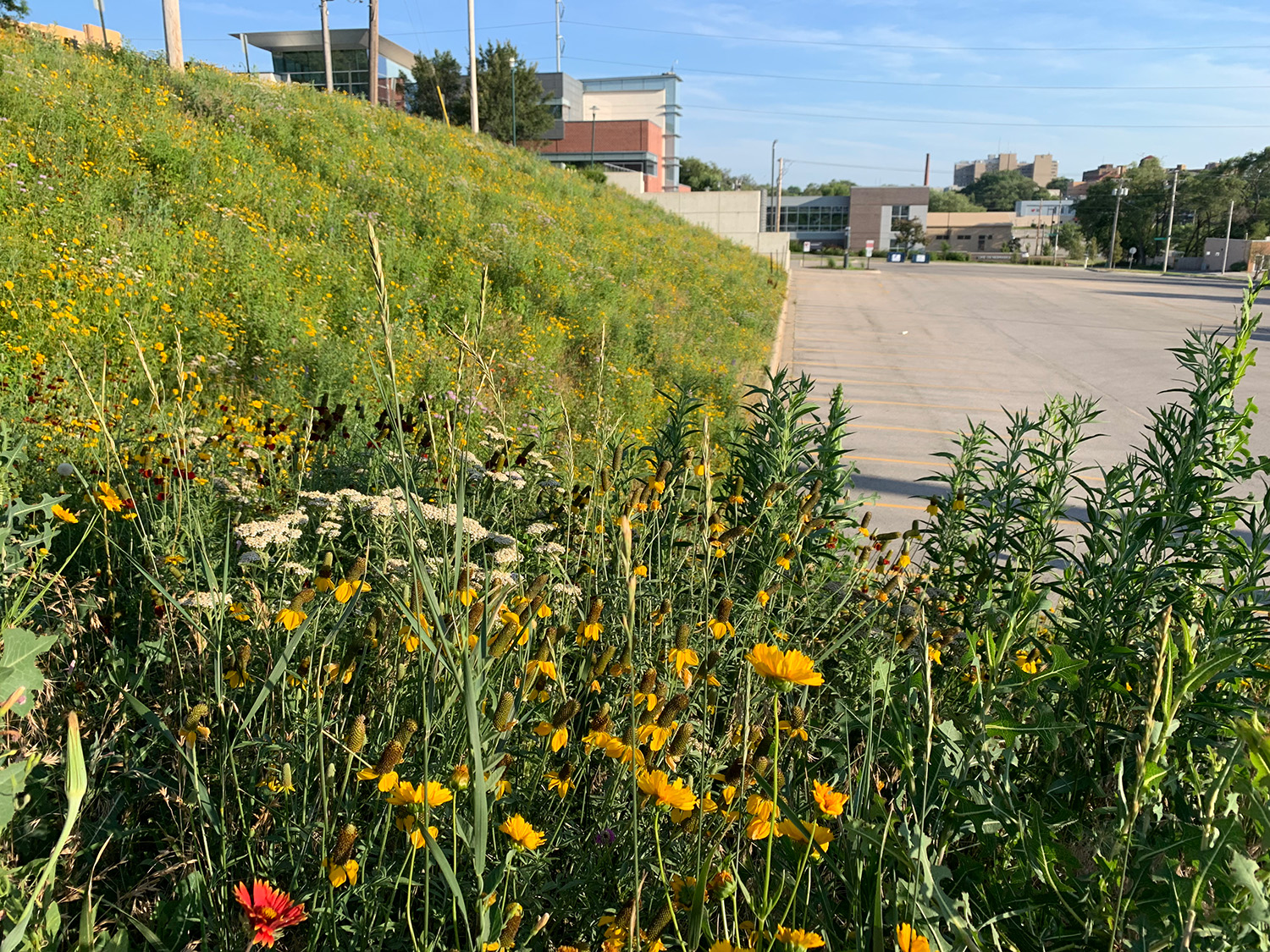 A UNMC Biodiverse Parking Area