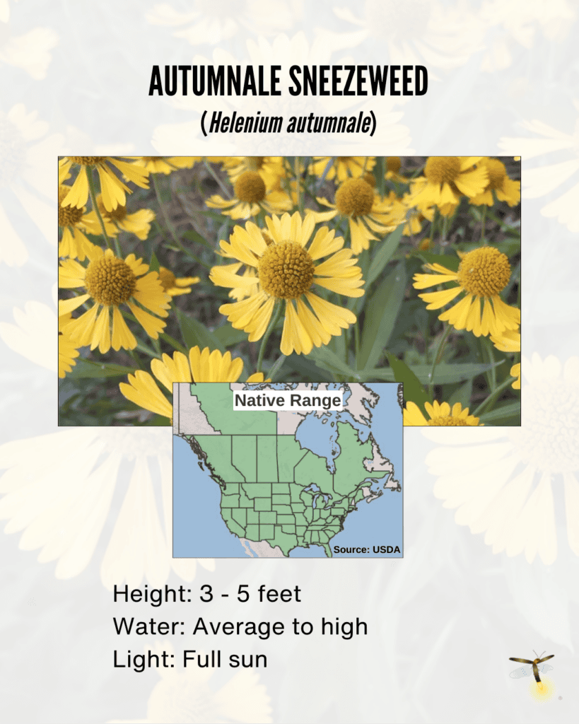 Native Fall Support Biodiversity With These Native Fall Blooms - Homegrown National ...