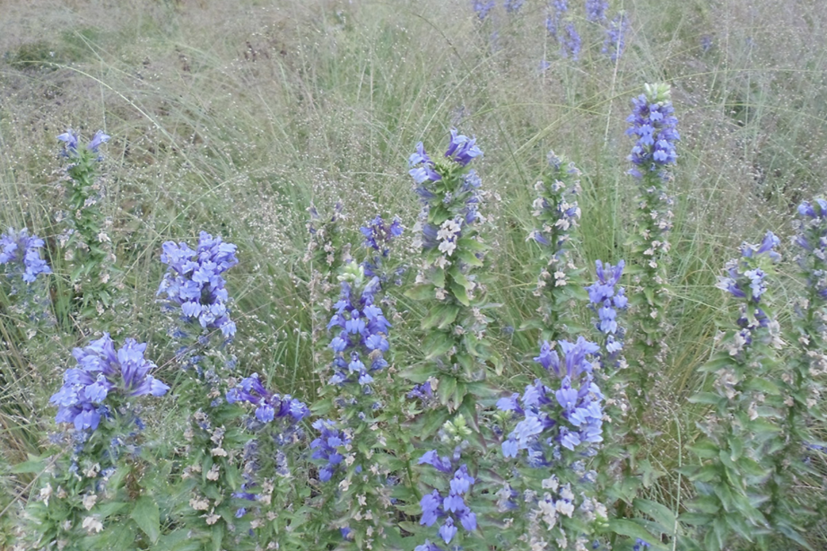 This prairie planting designed by Roy Diblik demonstrates
how drifts of a limited number of plant species can make a
simple but lovely impression. Photo courtesy of Roy Diblik.