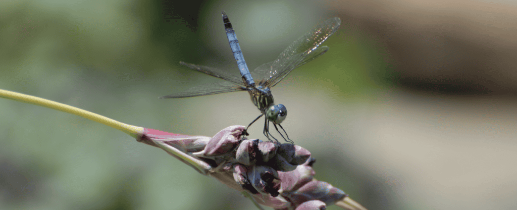 Get started planting native plants - Homegrown National Park
