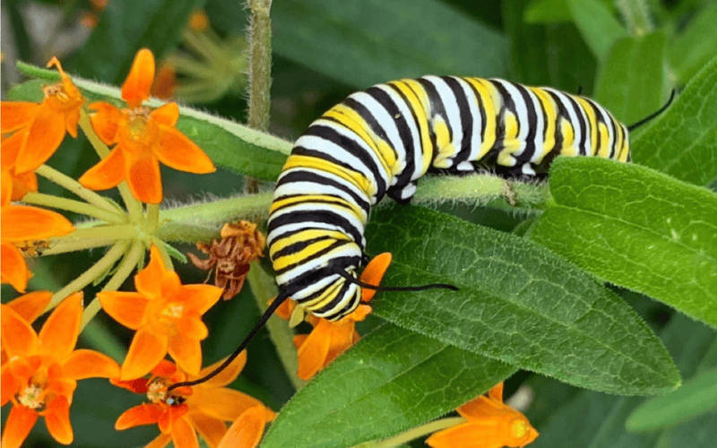 GFW caterpillar