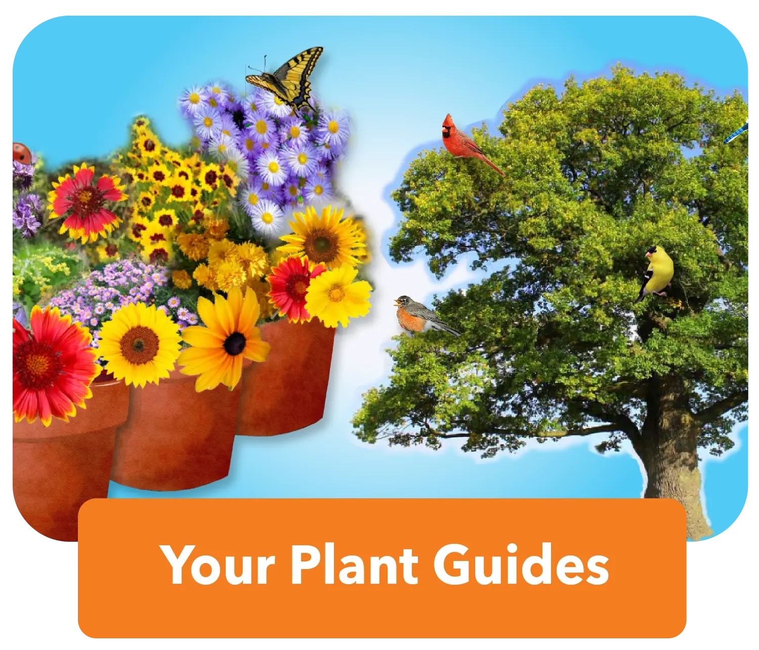 Landing-YOUR-PLANT Guides