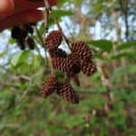 Alnus rubra_Cones