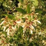 Baccharis halimifolia_Flowers