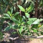 Baccharis halimifolia_Leaves2
