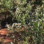 Baccharis halimifolia_ZoomedOut