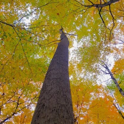 Bitternut Hickory - Carya cordiformis