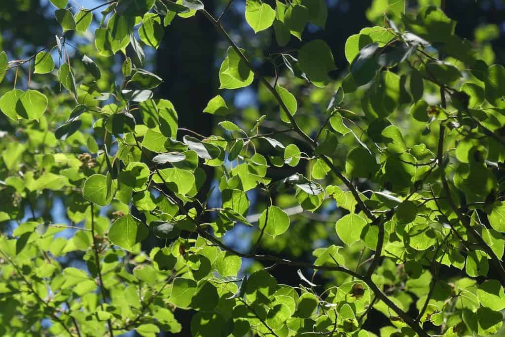 Populus tremuloides_leaves Populus tremuloides_leaves