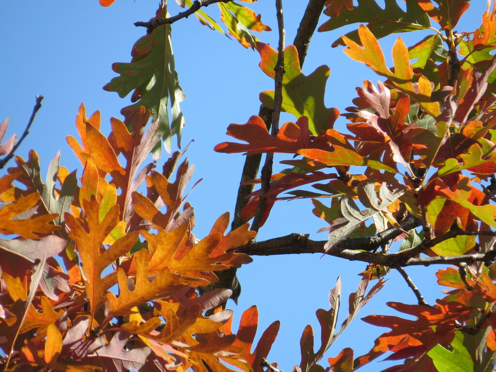 Quercus alba_Leaves3