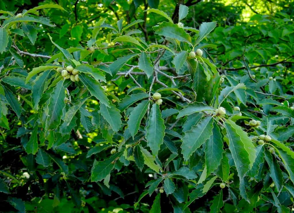 Quercus prinoides_leaves RET Dwarf Chinkapin Oak - Quercus prinoides