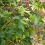 Quercus velutina_Leaves