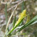 Salix exigua_Flowers