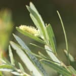 Salix exigua_flower