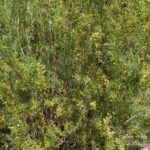 Salix exigua_zoomed out
