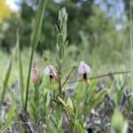 Vaccinium macrocarpon_Flowers