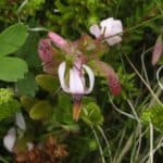 Vaccinium macrocarpon_Flowers2