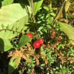 Vaccinium macrocarpon_Fruit